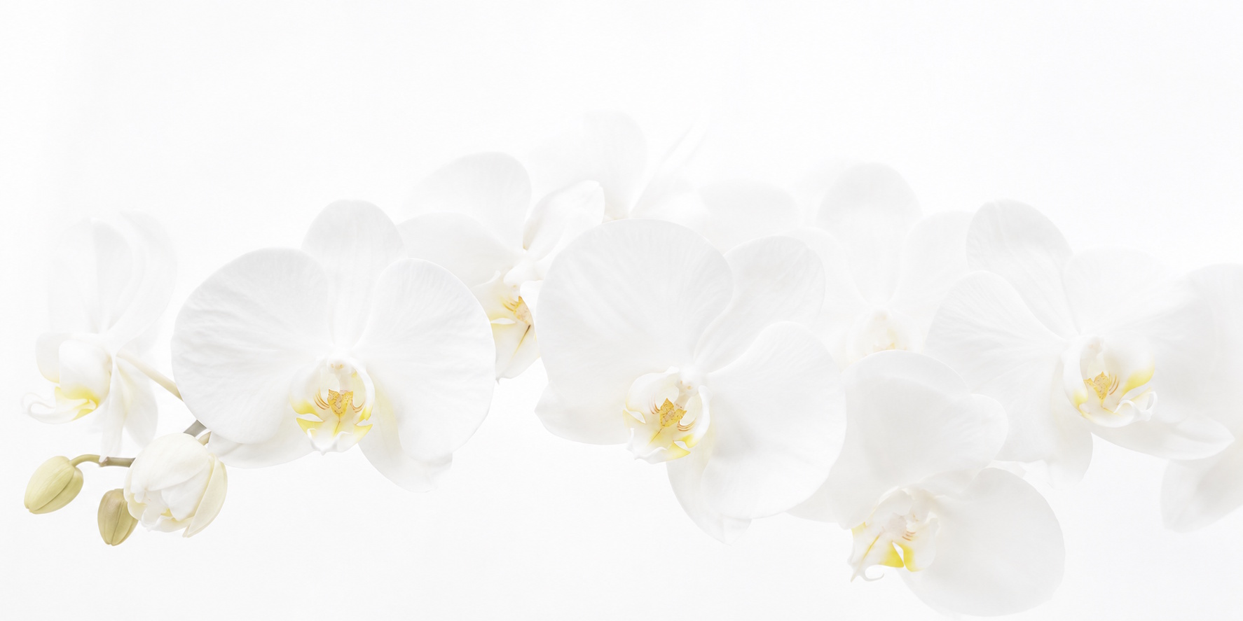 Orchid achtergrond